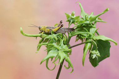 Çekirge türünün çekirgesi Locusta göçmenliği genç kananga çiçeklerini yiyor..