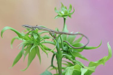 Uzun kuyruklu bir çim kertenkelesi günlük aktivitelerine başlamadan önce bir kananga ağacının çiçeklerle dolu dallarında güneşleniyor. Bu uzun kuyruklu sürüngenin bilimsel adı Takydromus sexlineatus..