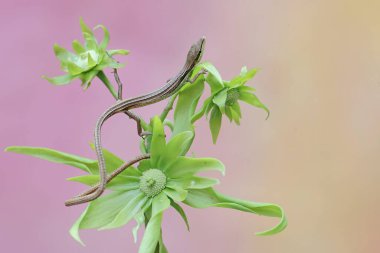 Uzun kuyruklu bir çim kertenkelesi günlük aktivitelerine başlamadan önce bir kananga ağacının çiçeklerle dolu dallarında güneşleniyor. Bu uzun kuyruklu sürüngenin bilimsel adı Takydromus sexlineatus..