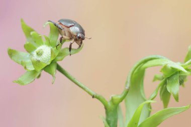 Bir noel böceği (Anolognathus sp) çiçeklerle kaplı bir kananga ağacı dalında yiyecek arar. Bu böcek aynı zamanda Böcek Böceği olarak da bilinir..