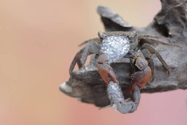 Bir mangrov yüzme yengeci, demir parmaklıklı çamur atlayan bir balığı avlıyor. Bu hayvanın bilimsel adı Perisesarma sp.