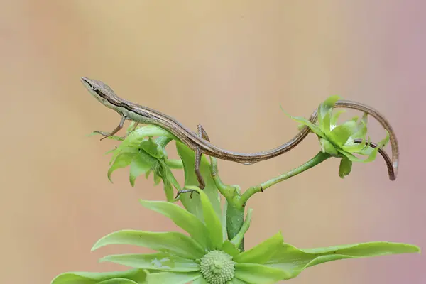 stock image A long-tailed grass lizard is sunbathing on the flower-filled branches of a cananga tree before starting its daily activities. This long-tailed reptile has the scientific name Takydromus sexlineatus.