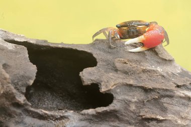 Bir kemancı yengeç, kıyı şeridinde mahsur kalmış çürümüş bir ağaç gövdesinde av arıyor. Bu hayvanın bilimsel adı Uca Sp.