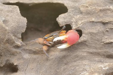Bir kemancı yengeç, kıyı şeridinde mahsur kalmış çürümüş bir ağaç gövdesinde av arıyor. Bu hayvanın bilimsel adı Uca Sp.