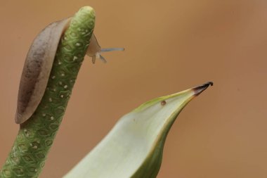 Bir tarla sümüklüböceği kır çiçeğini yiyor. Bu kabuk daha az salyangoz bilimsel adı Deroceras reticulatum.