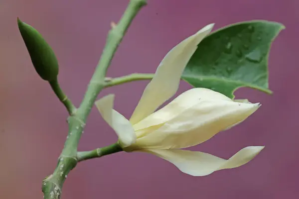 Stock image The beauty of a white magnolia flower in bloom. This fragrant flower has the scientific name Michelia champaca. 