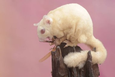 An albino sugar glider is preying on a grasshopper. This marsupial animal has the scientific name Petaurus breviceps. clipart