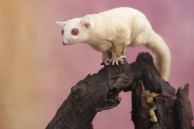 Bir albino şeker planörü bir çekirgeyi avlıyor. Bu keseli hayvanın bilimsel adı Petaurus Breviceps..