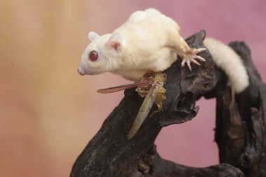 Bir albino şeker planörü bir çekirgeyi avlıyor. Bu keseli hayvanın bilimsel adı Petaurus Breviceps..