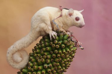 An albino sugar glider is eating the carcass of a small bird. This marsupial animal has the scientific name Petaurus breviceps. clipart