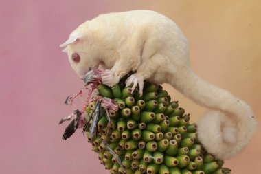 Bir albino planör küçük bir kuşun leşini yiyor. Bu keseli hayvanın bilimsel adı Petaurus Breviceps..