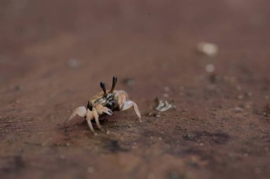 Bir kemancı yengeç, kıyı şeridinde mahsur kalmış çürümüş bir ağaç gövdesinde av arıyor. Bu hayvanın bilimsel adı Uca Sp.