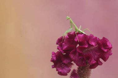 Genç yeşil bir peygamber devesi, çiçek açmış bir horoz tarağı çiçeğindeki küçük böcekleri avlıyordu. Bu böceğin bilimsel adı hiyerodula sp.