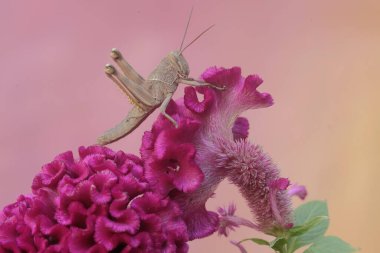 Çekirge türünün çekirgesi Locusta göçmenliği çiçek açmış horoz tarağı yiyor..