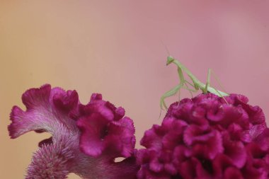 Genç yeşil bir peygamber devesi, çiçek açmış bir horoz tarağı çiçeğindeki küçük böcekleri avlıyordu. Bu böceğin bilimsel adı hiyerodula sp.