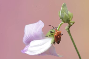 A spined soldier bug is eating wild bean flowers. This insect has the scientific name Podisus maculiventris. clipart