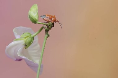Omurgalı bir asker yabani fasulye çiçekleri yiyor. Bu böceğin bilimsel adı Podisus maculiventris.