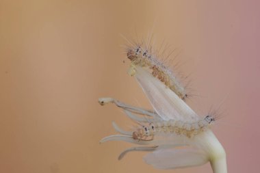 İki parlak sarı tırtıl yabani muz çiçekleri yiyor..