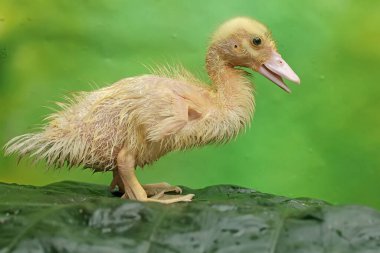 Taro yaprakları üzerinde yiyecek arayan genç bir Moskovalı ördek. Bu ördeğin bilimsel adı Cairina Moschata..