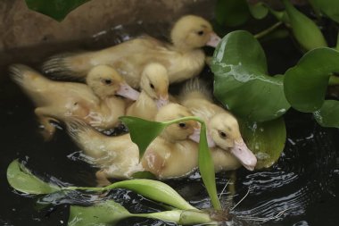 Birkaç genç Muscovy ördeği göletteki küçük balıkları avlıyor. Bu ördeğin bilimsel adı Cairina Moschata..