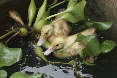 İki genç Muscovy ördeği göldeki küçük balıkları avlıyor. Bu ördeğin bilimsel adı Cairina Moschata..