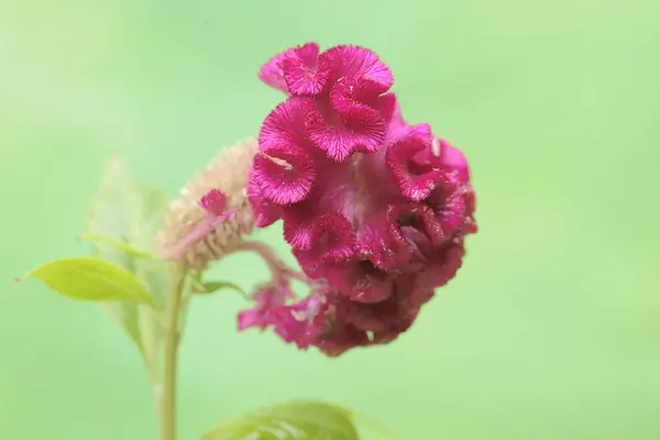 stock image The beauty and elegance of the cockscomb flower when it is in full bloom. This ornamental plant has the scientific name Celosia cristata.