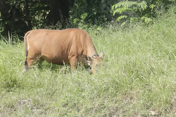 stock image An adult Javanese cow is looking for food in the grassland. This mammal has the scientific name Bos javanicus.