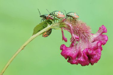 Genç bir palyaço böceği kolonisi horoz ibiği çiçekleriyle besleniyor. Bu güzel, gökkuşağı renkli böceğin bilimsel adı Tectocoris diophthalmus..