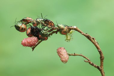 Bir grup genç palyaço dut yaprakları ve meyvelerle besleniyor. Bu güzel, gökkuşağı renkli böceğin bilimsel adı Tectocoris diophthalmus..
