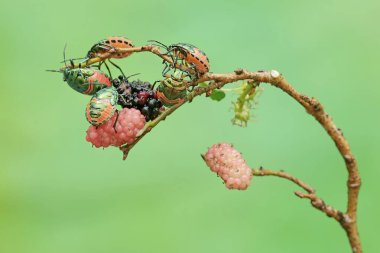 Bir grup genç palyaço dut yaprakları ve meyvelerle besleniyor. Bu güzel, gökkuşağı renkli böceğin bilimsel adı Tectocoris diophthalmus..