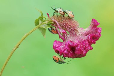 Genç bir palyaço böceği kolonisi horoz ibiği çiçekleriyle besleniyor. Bu güzel, gökkuşağı renkli böceğin bilimsel adı Tectocoris diophthalmus..