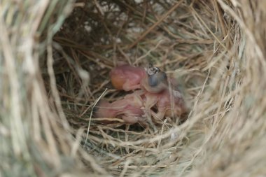 Birkaç Javan Munia bebeği kuru otlardan yapılmış bir yuvada yumurtadan yeni çıktılar. Bu küçük kuşun bilimsel adı Lonchura löcogastroides..
