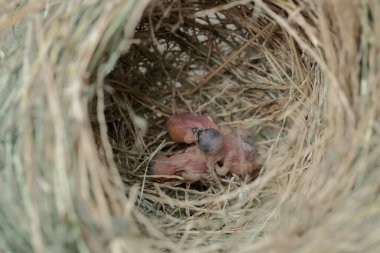 Birkaç Javan Munia bebeği kuru otlardan yapılmış bir yuvada yumurtadan yeni çıktılar. Bu küçük kuşun bilimsel adı Lonchura löcogastroides..