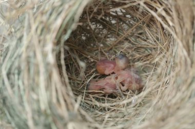 Birkaç Javan Munia bebeği kuru otlardan yapılmış bir yuvada yumurtadan yeni çıktılar. Bu küçük kuşun bilimsel adı Lonchura löcogastroides..