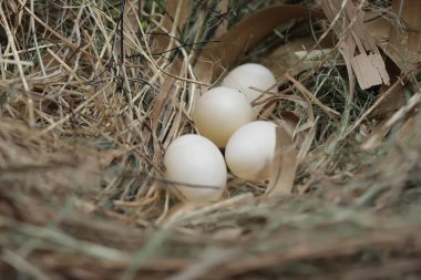 Birkaç Javan munia yumurtası kuru ottan yapılmış bir yuvada yumurtadan çıkmaya hazırdır. Bu küçük kuşun bilimsel adı Lonchura löcogastroides..