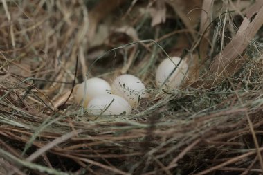 Birkaç Javan munia yumurtası kuru ottan yapılmış bir yuvada yumurtadan çıkmaya hazırdır. Bu küçük kuşun bilimsel adı Lonchura löcogastroides..