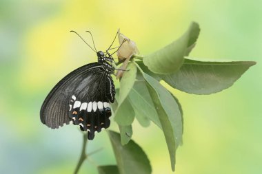 Sıradan bir mormon kelebeği kozasından daha yeni çıktı ve hala ıslak kanatları var. Bu güzel böceğin bilimsel adı Papilio polytes..