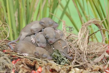 Birkaç yavru fare anturyum meyvesi yemeyi öğreniyor. Bu kemirgenin bilimsel adı Rattus Rattus..