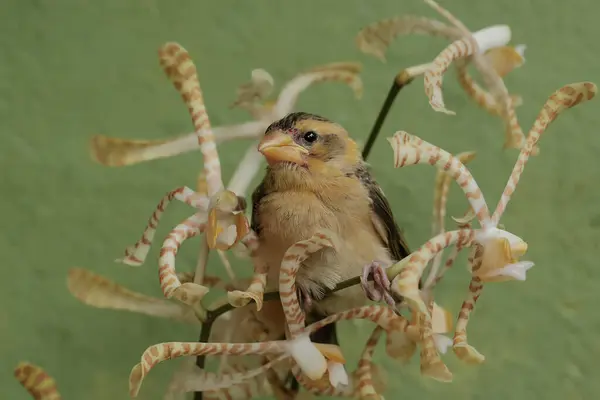 stock image A streaked weaver bird is looking for food in the scorpion orchid flowers. This beautiful bird has the scientific name Ploceus manyar.