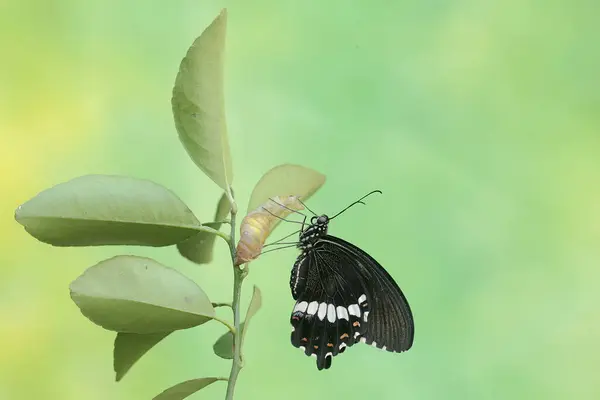 stock image A common mormon butterfly has just emerged from its cocoon with still wet wings. This beautiful insect has the scientific name Papilio polytes.