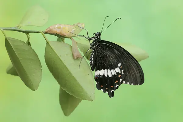 stock image A common mormon butterfly has just emerged from its cocoon with still wet wings. This beautiful insect has the scientific name Papilio polytes.