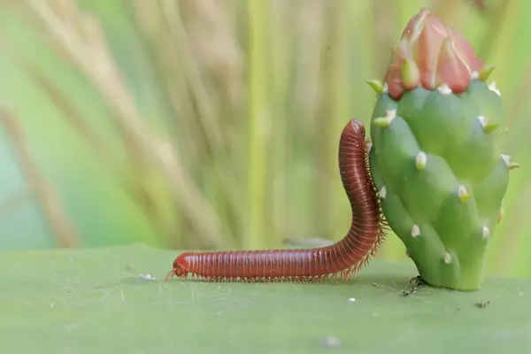 stock image A millipede is looking for food in a wild cactus flower. This insect has the scientific name Trigoniulus corallinus.