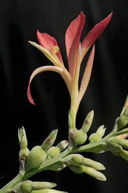 Canna çiçeklerinin güzelliği tam çiçeklendiğinde. Bu bitkinin bilimsel adı Canna glauca.