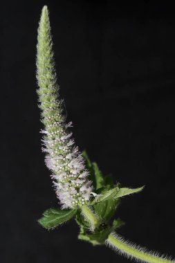 Çiçek açtığında Pogostemon auricularius çiçeğinin güzelliği. Bu bitkinin antibakteriyel bitkisel ilaç olarak faydaları var..