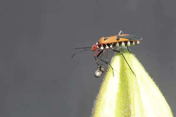 stock image A milkweed assassin bug preys on a small insect. This insect has the scientific name Zelus longipes.