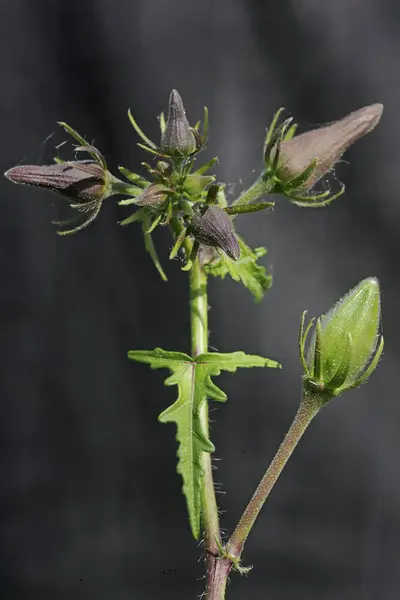 stock image A number of brown Indianhemp flower buds ready to bloom. This herbaceous plant that grows wild has the scientific name Hibiscus cannabinus L.