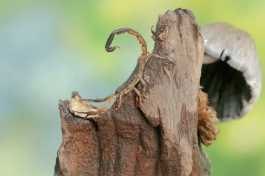 Yüzen Çinli bir akrep vahşi bir kaktüsün gövdesinde avını arıyor. Bu akrebin bilimsel adı Lychas mucronatus..