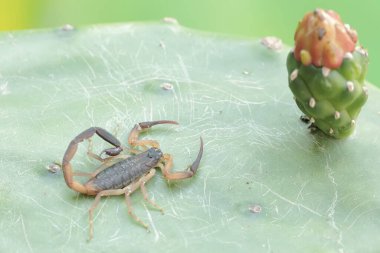 Yüzen Çinli bir akrep vahşi bir kaktüsün gövdesinde avını arıyor. Bu akrebin bilimsel adı Lychas mucronatus..