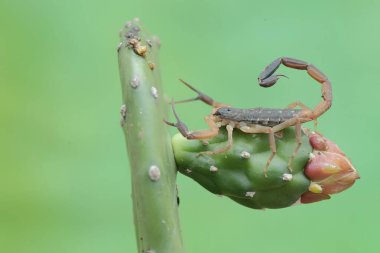 Yüzen Çinli bir akrep vahşi bir kaktüsün gövdesinde avını arıyor. Bu akrebin bilimsel adı Lychas mucronatus..