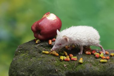 Genç bir kirpi yere düşen olgun bir elmayı yemeye hazırdır. Bu memelinin bilimsel adı Atelerix albiventris..